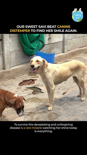 She Survived Canine Distemper: Savi’s Miracle Recovery Story 🐾