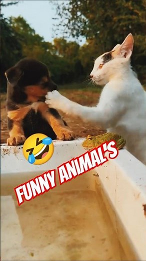 Animals Meeting Each Other #AnimalEncounters#WildlifeMeetings#AnimalVideos#NatureMoments#CuteAnimals