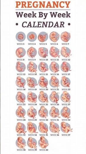 Pregnancy week by week Calender #pregnancy #pregnancyjourney #fetus #medical