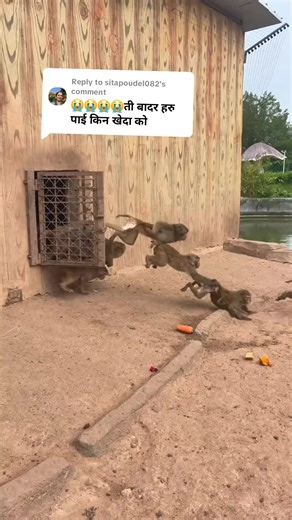 Replying to @sitapoudel082 Monkey Conservation and Treatment Center