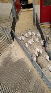 Stockmaster Agri Visits Skipton Mart! | Stockmaster Agri