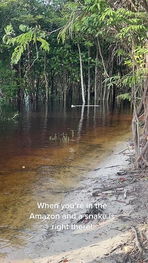 Encounter with an Anaconda in the Amazon