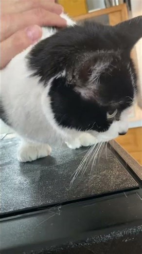 Petting Alien’s Extra Toe Beans! 🐾 Polydactyl Cat Purrs & Relaxation | Cliche Cats