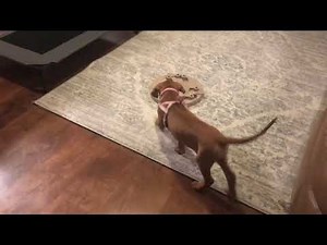 Rhodesian Ridgeback Puppy First Week Home