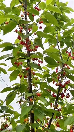 The sparse leaves on the cherry trees block the yellow and red cherries, bulging and round, shin_004 | Hometown Flavor