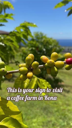 17 reactions | Did you even go to Kona if you didn’t visit a coffee farm? �Welcome to the land of legendary brews—where beans grow on the slopes of volcanoes and every cup tells a story. Tour a farm, sip the freshest coffee of your life, and learn how Kona coffee gets from cherry to cup. Trust us, Starbucks will never taste the same again.  Learn more: https://www.konacoastvacations.com/activities/ | Kona Coast Vacations | Facebook