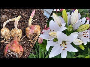 HOW TO PROPERLY PLANT YOUR LILIES, LILIUM, AND AZUCENAS
