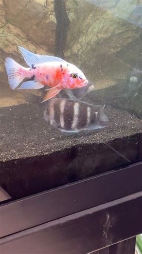 4.7K views · 151 reactions | Circle of Life Baby!!!  #frontosafry #africancichlids #cichlidmating #aquariumhobby #frontosa | KaveMan Aquatics | Facebook