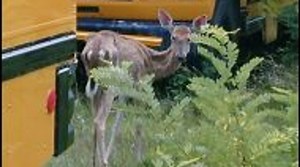 Michigan Department of Natural Resources says CWD has not spread, but caution still needed