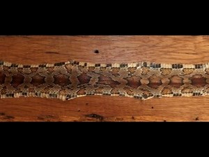 How to Tan & Mount a Snake Skin
