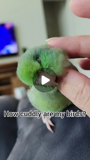 Jen Greenberg on Instagram: "I would say most of my birds fit their species "standard" for cuddliness. Many people often expect a bird to be hands-on or cuddly if it is born and raised by humans, but this simply isn't always the case. MANY birds will prefer a more hands-off relationship. However, through proper handling, trust, and clear communication combined with positive reinforcement, you can build a strong bond and relationship with your bird that will increase the likelihood that they will