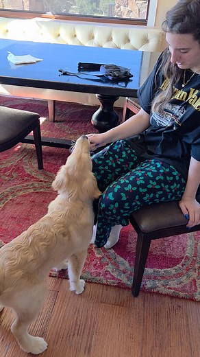 Mushu is learning the beginnings of nudge with Juliette which will...