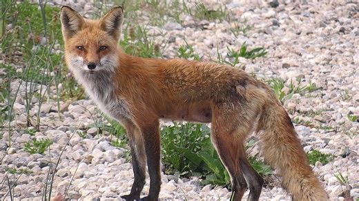 ODNR's Division of Wildlife provides tips for landowners on helping wild animals with mange