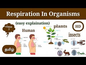 Respiration In Organisms | class 7- CBSE | science | explain in Tamil | how organism respire