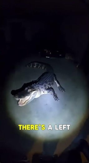 Body Cam Shows Wild Alligator Escape And the Moment Experts Catch Him Safely