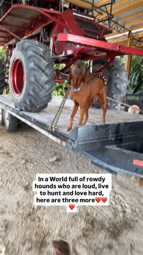 Homecoming inspections after a hunting trip are always the rowdiest 🤗 #rowdy#hounds##hunt#play#love#tworedbones#redbone#redbonecoonhound#redbonecoonhoundsofinstagram#coonhound#coonhoundsofinstagram#hound#houndsofinstagram#dachshund#dachsundsofinstagram#dog#dogsofinstagram#reels#reelsinstagram#dogreels#dogreelsofinstagram | Tworedbones