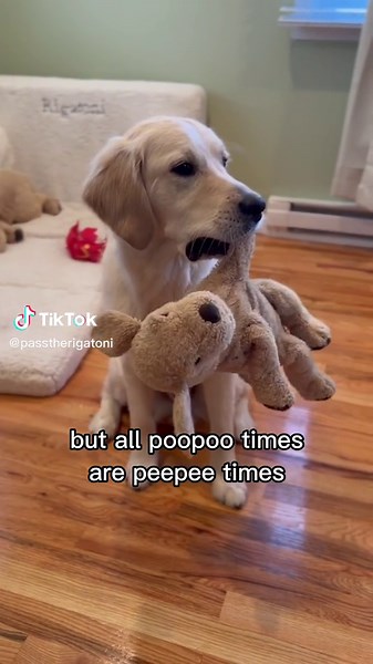 Golden Retriever Pee Pee Poopoo Meme Compilation