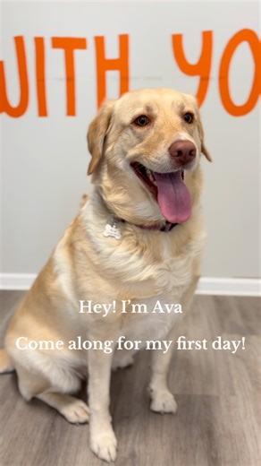 Today was Ava’s first day at Adventure Camp. We were so excited to welcome our first dog to use our free first day promotion! #dogs #dogsofinstagram #dogstagram #dogslife #dog #puppies #puppiesofinstagram #puppylove #puppy #k9andcoadventurecamp #k9andco #doggydaycare #doggydaycamp #adventurecamp #dogsofig #dogsofcanberra #dogsofcanberra🐾 #canberra #canberradogs | K9 and Co Adventure Camp