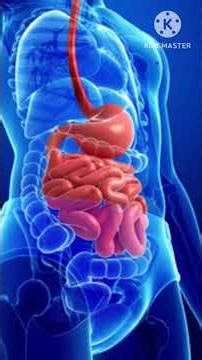 liver ek important organ of human body