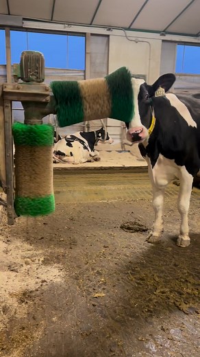 CowBrush | Rode Dairy Farm