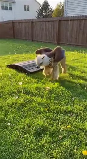 The Anomaly Files on Instagram‎: "We thought they were just legends. But this video might change everything you believe about mythical beasts. Don't miss the epic attempt! ظننا أنها مجرد أساطير. لكن هذا الفيديو قد يغير كل معتقداتك عن المخلوقات الأسطورية. لا تفوت المحاولة الملحمية! #griffin #cryptidsighting #mysterydiscovery #viralshorts #legendarycreatures #unbelievable #mustwatch #حقائق #كائنات_غريبة #قصص_واقعية"‎