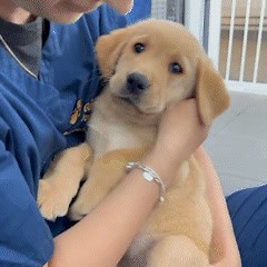 183K views · 560 reactions | Who could say no to some puppy cuddles?...