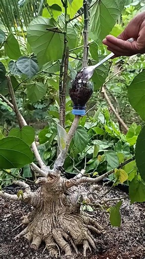multiply palnts #grafting #bonsai #airlayering