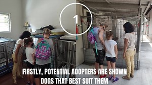 Many of you have asked us about the adoption process for dogs at SPCA. So we're bringing you the ins and outs of adopting a dog in SPCA Selangor. If you'de like to give any of our furries a loving home, please call us at 03-4256 5312 to make an adoption appointment :) | SPCA Selangor, Malaysia