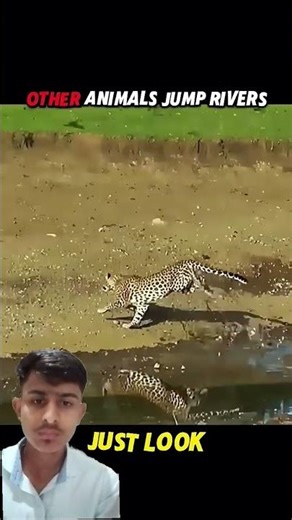 Puma's Incredible Jump Across the River!#wildlife#animals#shorts