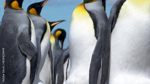Cinematic King Penguin Mother Protects Egg. Close Up Tilt Up From Egg to Face Colony Volunteer Point Falkland Islands Incredible Wildlife Footage