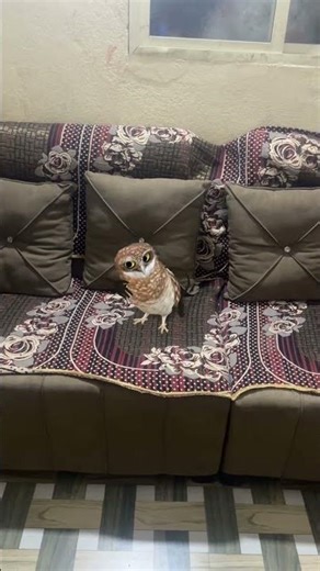 #tepukkartu #shorts #ytshorts #trending #viral #reels #foryou #explore #explorepage #viralvideo #new