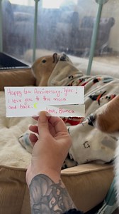 11K views · 167 reactions | Cheesecake the capybara with a cute lil stretch and a Stevie the sheltie cameo for your Anniversary @tmillan96 @btarsia 殺 PS - capygrams are edible and available by request! #capybara #capybaralove #anniversary #happyanniversary #anniversarygift #capybaras #capybarasofinstagram #cuteanimals #cute | Dark Wings Wildlife & Education | Facebook