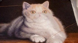 Suzhou embroidery: Tradition meets modernity through innovation