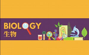 【合集更新中】基础生物｜国际课程｜中英双语讲解
