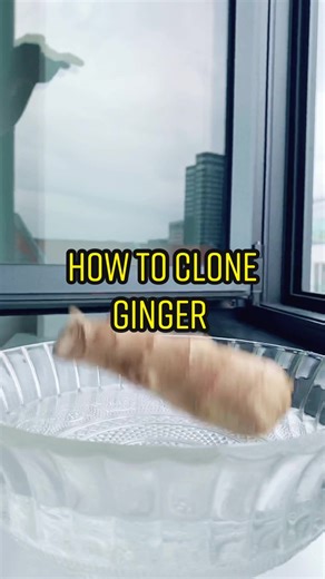 DIY: How to Clone Store-Bought Ginger for Your Garden! 🌱