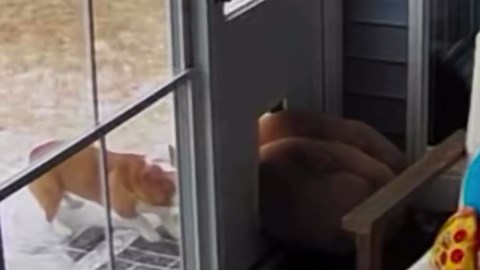 Dog drags spare bed outside to enjoy snowstorm in Durham, North Carolina