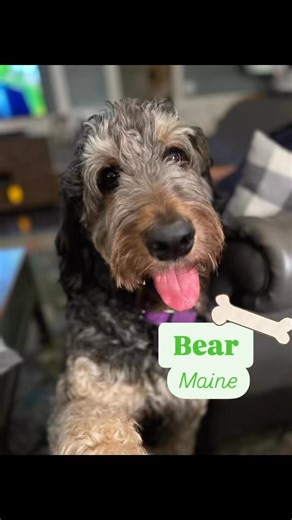 ⭐️ AVAILABLE FOR ADOPTION ⭐️ Click here to learn more about Bear-Maine: https://www.petfinder.com/dog/bear-maine-73920956/me/eliot/idog-rescue-inc-tx1224/ or doodles.petfinder.com Meet Beautiful Bear-Maine, a 2 ½ year old male Bernedoodle, who is in a foster home in Eliot, Maine. Bear-Maine can be described as: 🎾 Playful 😘 Affectionate 💡 Smart 😆 Funny ❤️ Energetic ‼️We do allow out of state adoptions but you MUST be willing to travel to the foster home in a short period of time after being a