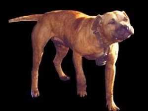 New Waccamaw Kennels sends the Police to dogmen's houses on the East Coast #dog #pitbull