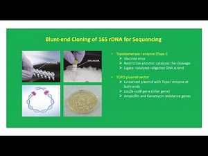How To Clone 16S rDNA for Sequencing 🧬🧫