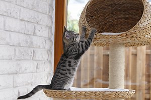 Comment faire arbre à chat maison ?