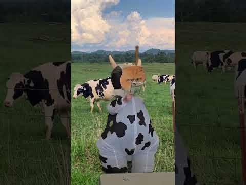 The Masked Reader Day 2: The Wild Robot Chapter 51-54