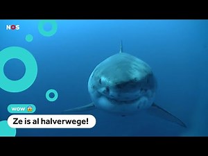 Is een witte haai onderweg naar Europa?