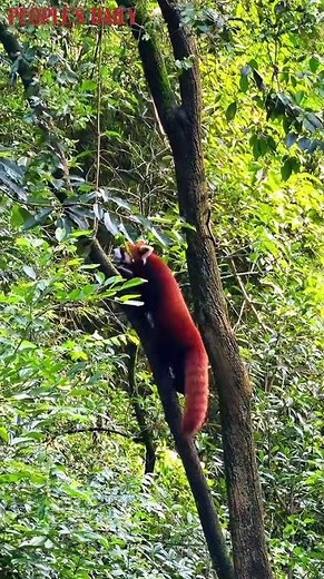 A red panda was spotted climbing a tree with full vigor and energy in southwest China's Sichuan
