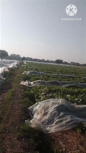 Hashmi organic farming,, vegetables farming