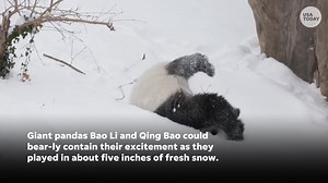 Frolic and play the...panda...way. Two pandas rolled and played in the fresh snow at the Smithsonian's National Zoo. | The Commercial Appeal