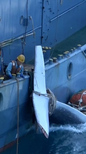Japan's main whaling company has released images showing the first fin whale caught commercially by its fleet in almost 50 years. One of three countries to hunt whales commercially, Japan has added the fin whale to a catch list that already includes minke, Bryde's and sei whales. 🎥KYODO SENPAKU #japan #whales | AFP News Agency