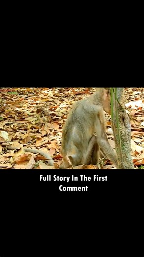 98K views · 842 reactions | The WORST Mistake You're Making with Your Baby's Sleep, Libby! video full story in comment | Monkey MOKA | Facebook