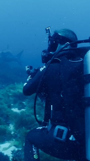 640K views · 5.1K reactions | Stay calm...it's just a dolphin  麗 - #greatwhiteshark #shark #sharks #sharkdiving #whiteshark #sharkweek #savesharks #sharkconservation #greatwhitesharks #cagediving #underwater #sharkcagediving #ocean #ilovesharks #whitesharks | Nature & Gardening Lovers | Facebook