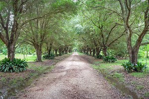 Live Oak Trees planting acorns from the best trees | The Heart of Louisiana