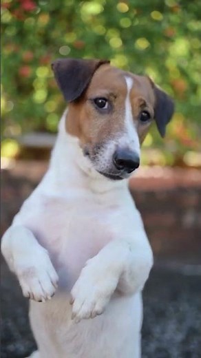 🐶 Calming Dog Music 🐾 Deep Relaxation & Stress Relief